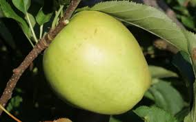 Crispin Mutsu green apple seeds
